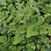 Cheilanthes lanosa